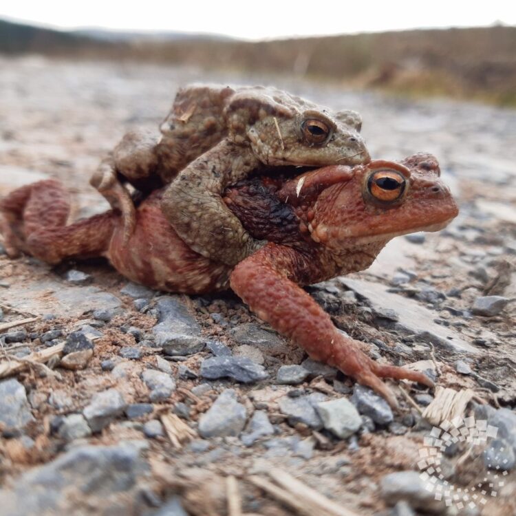 Toad
