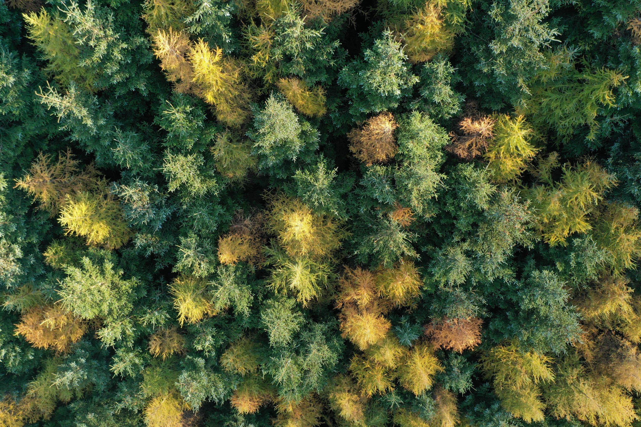 Growing Timber Insurance Tilhill Forestry