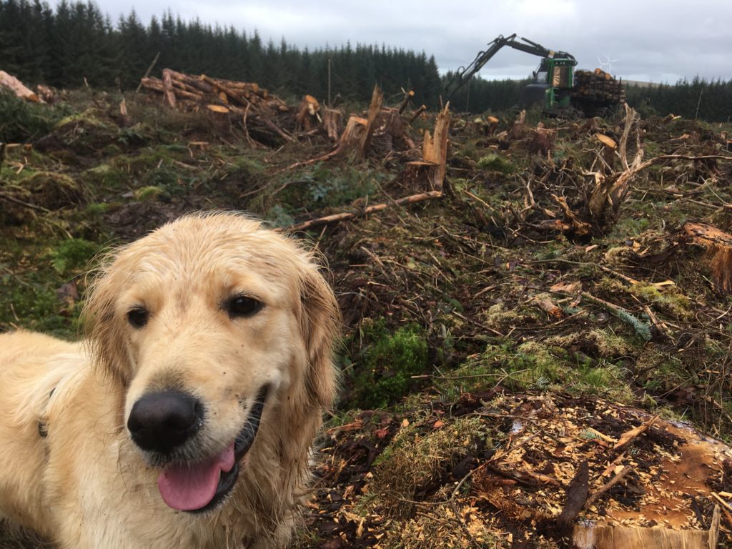 Figure 4: Forwarder taking cut timber to roadside.