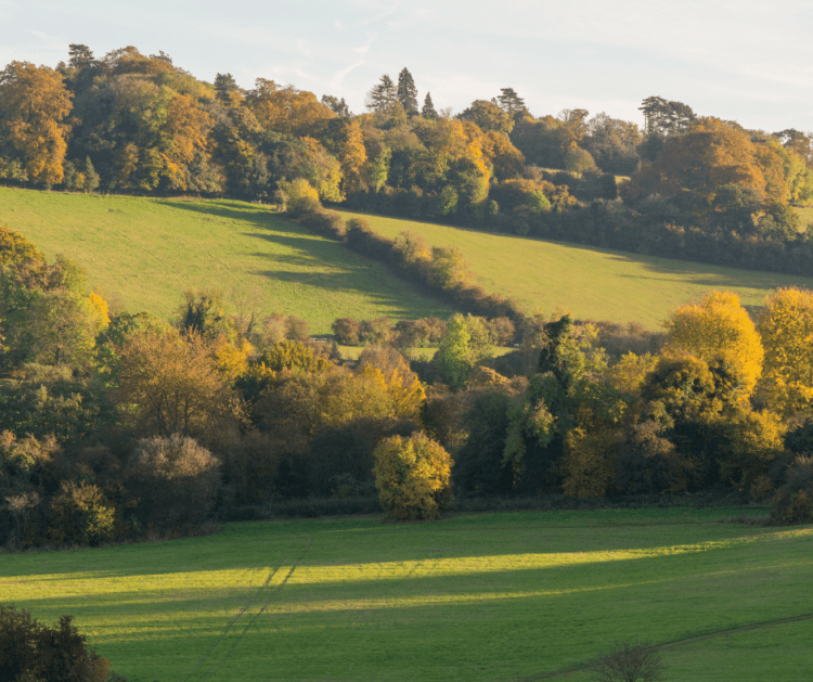 Woodland For Sale Tilhill Forestry