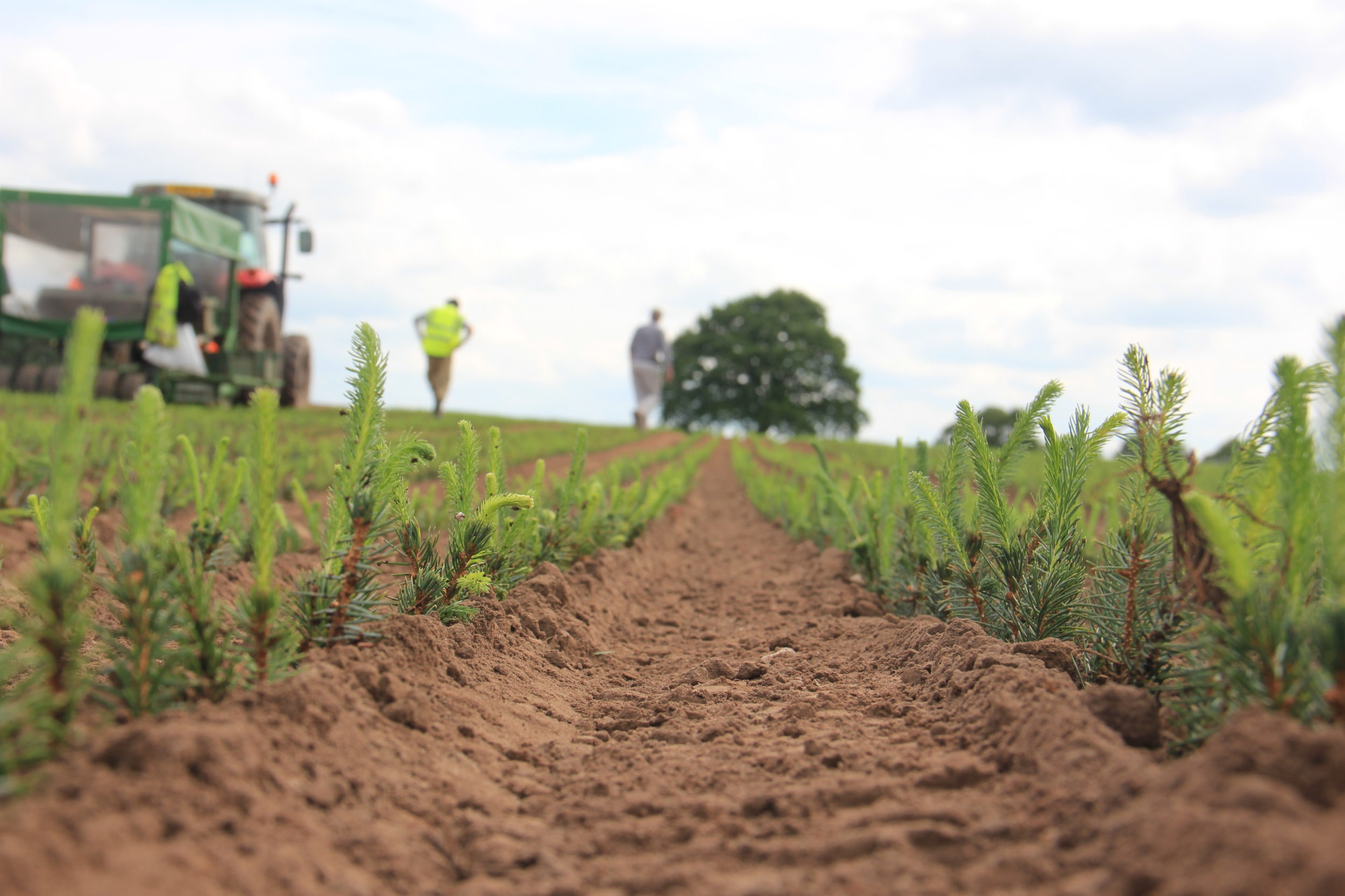 Working with Maelor Nurseries Tilhill Forestry