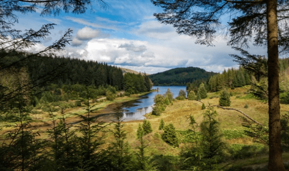 grants and licences woodlands for water