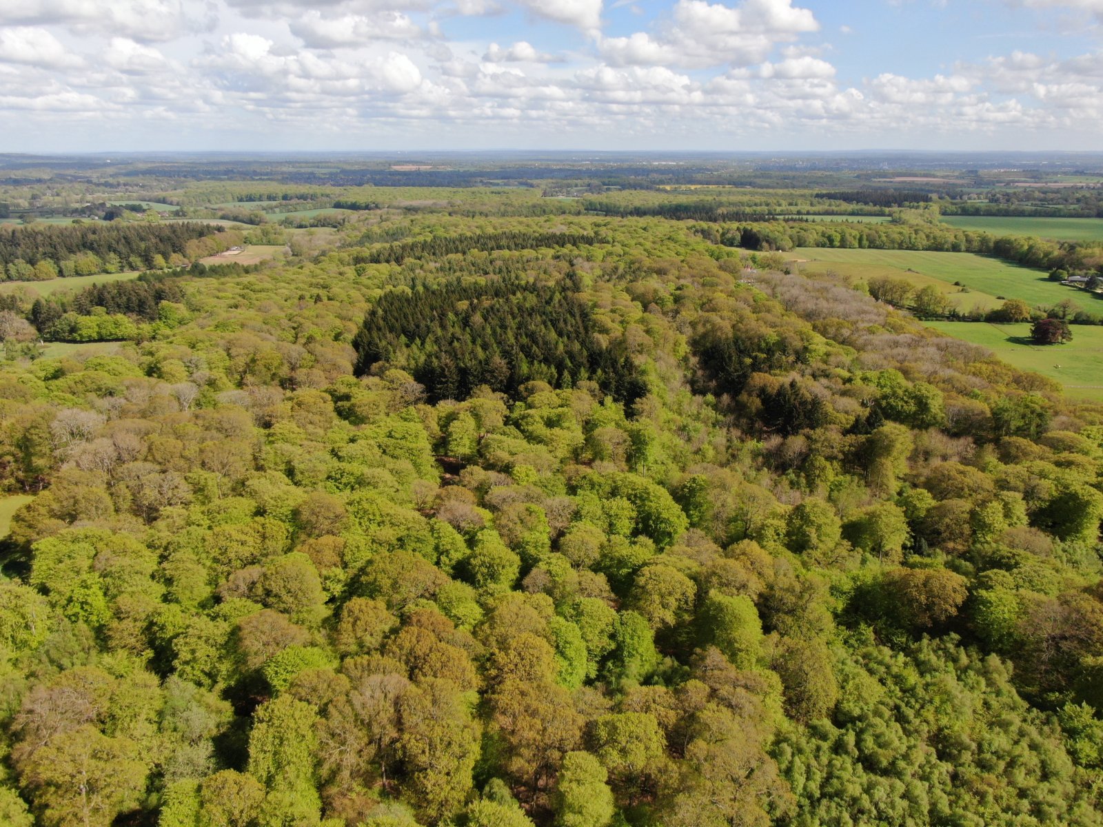 Woodland For Sale Tilhill