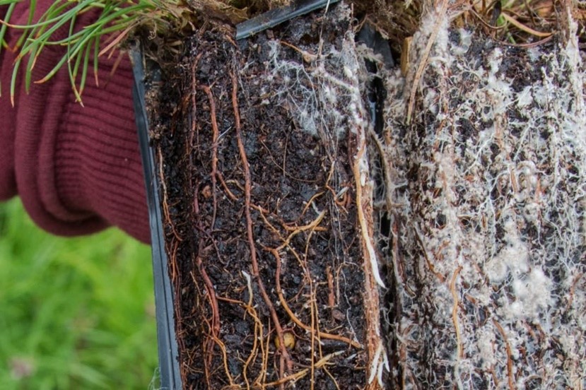 Figure 1 Mycorrhizal mycelium on conifer roots