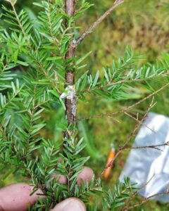 Figure 2 Multiple resinous cankers seen on Hemlock