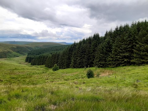 conifer plantation