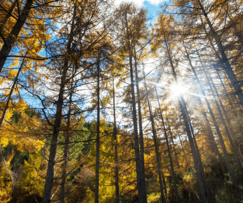 larch forest Tilhill