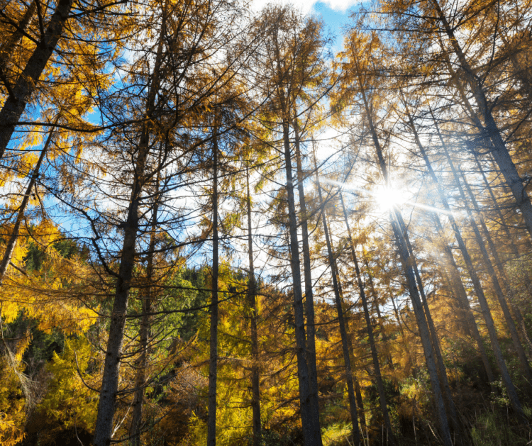 larch forest Tilhill