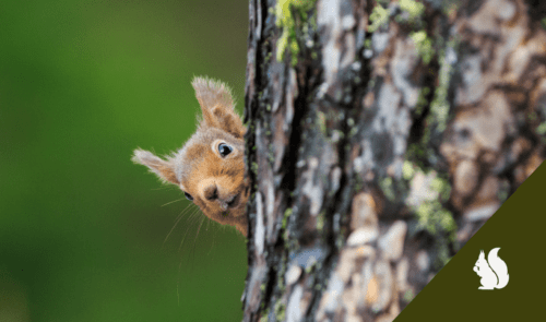 Biodiversity red squirrell