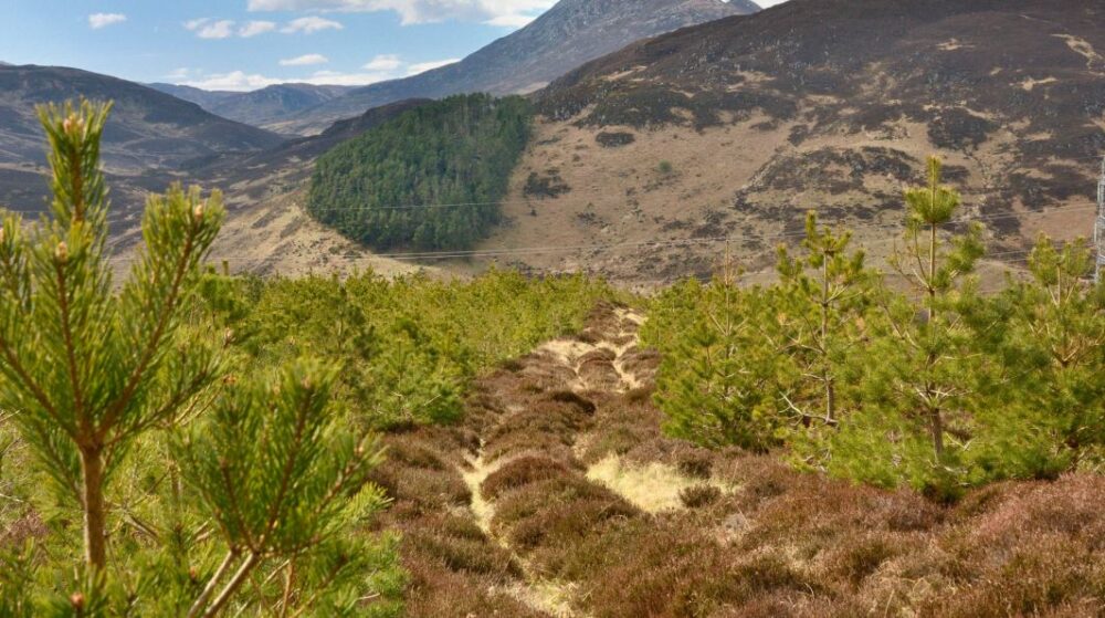 Woodland For Sale Tilhill