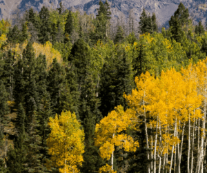 Aspen woodland