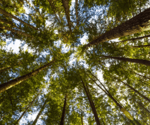 Western hemlock