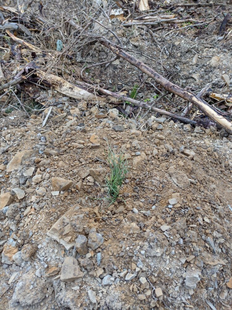 Newly planted Scots pine