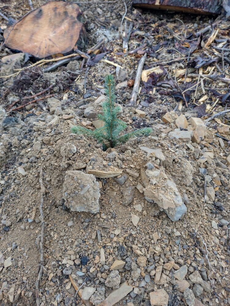 Newly planted Sitka spruce