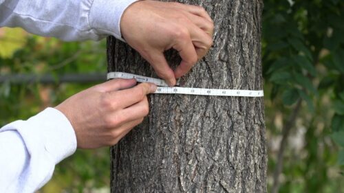 assistant harvesting manager measuring timber tree