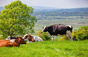 Credit: Dmitry Naumov