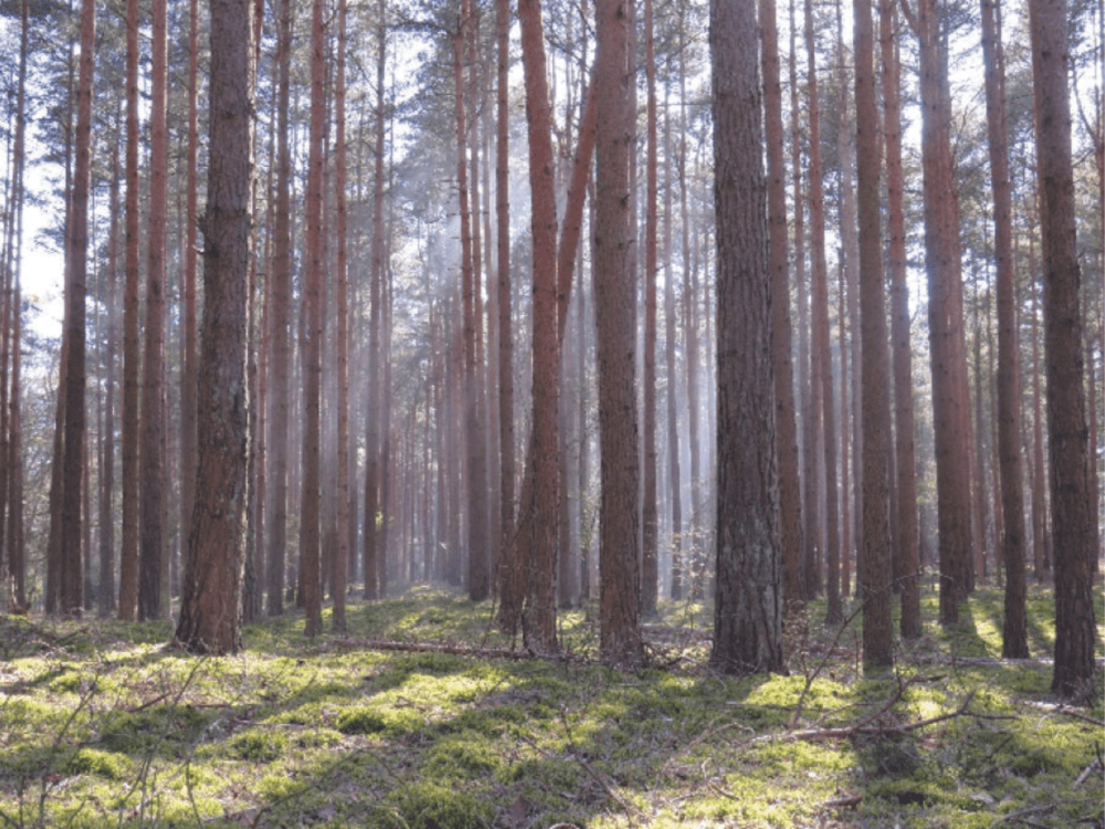 A woodland management site which shows a number of trees growing close together