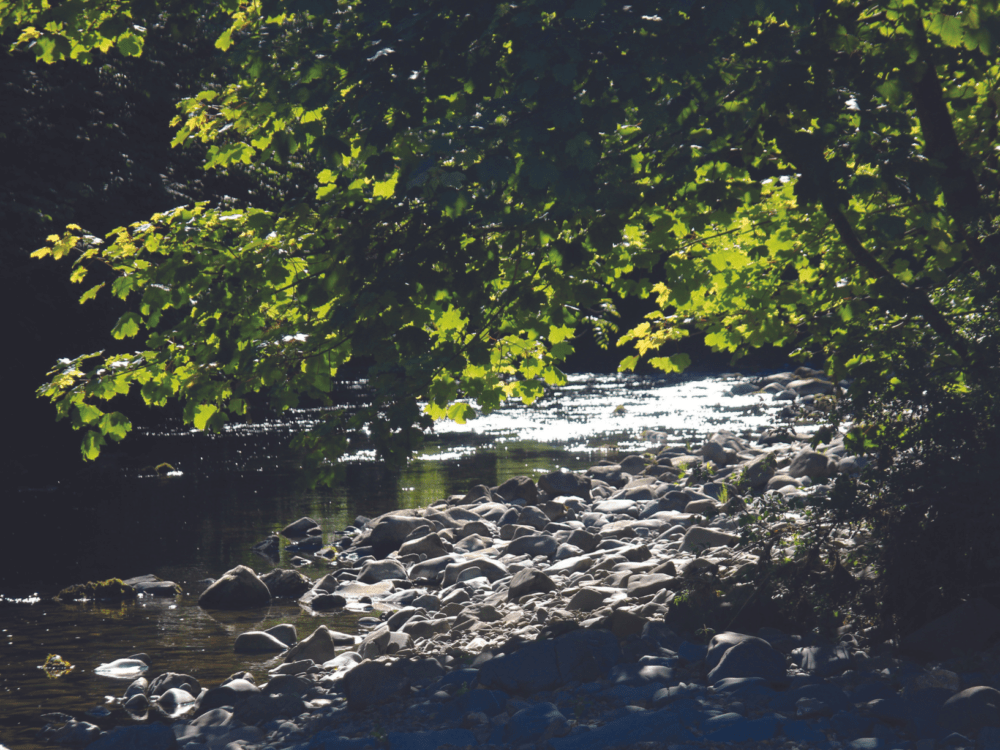 Water flowing through a wooded area