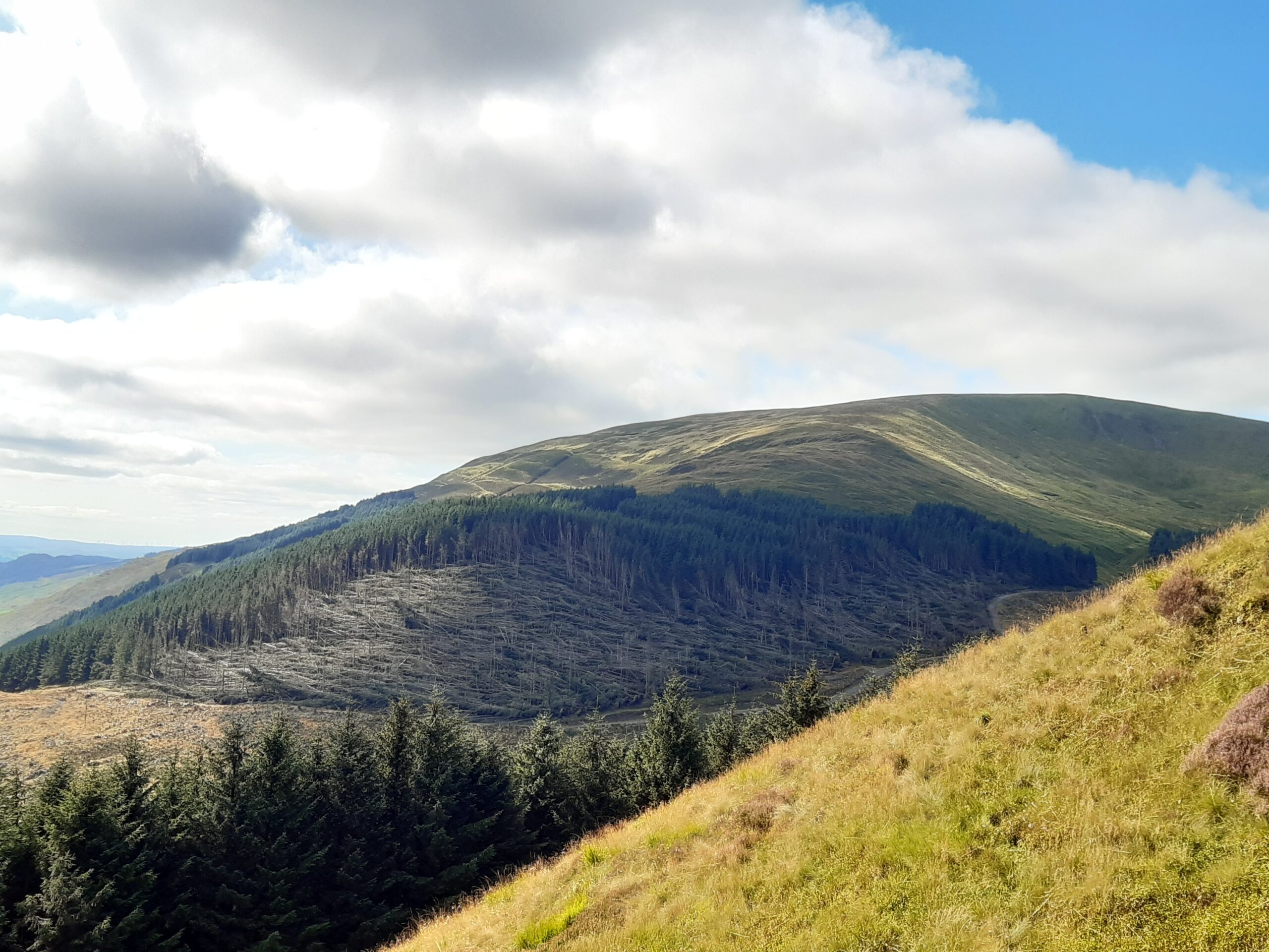 Example of windblow in the uplands – just outside of Moffat.