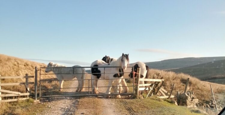 Fell Ponies guarding the forest at Ranley Gill.