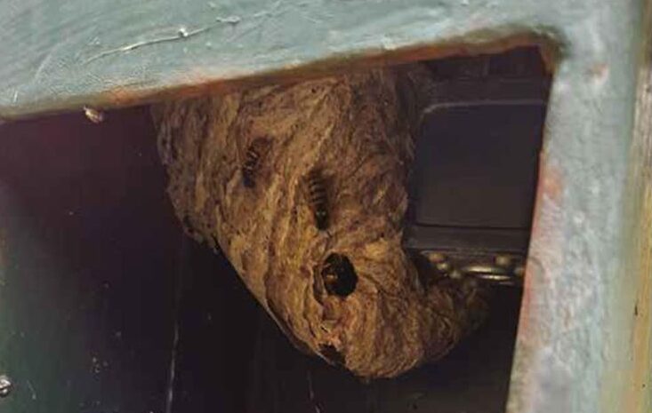 wasps
