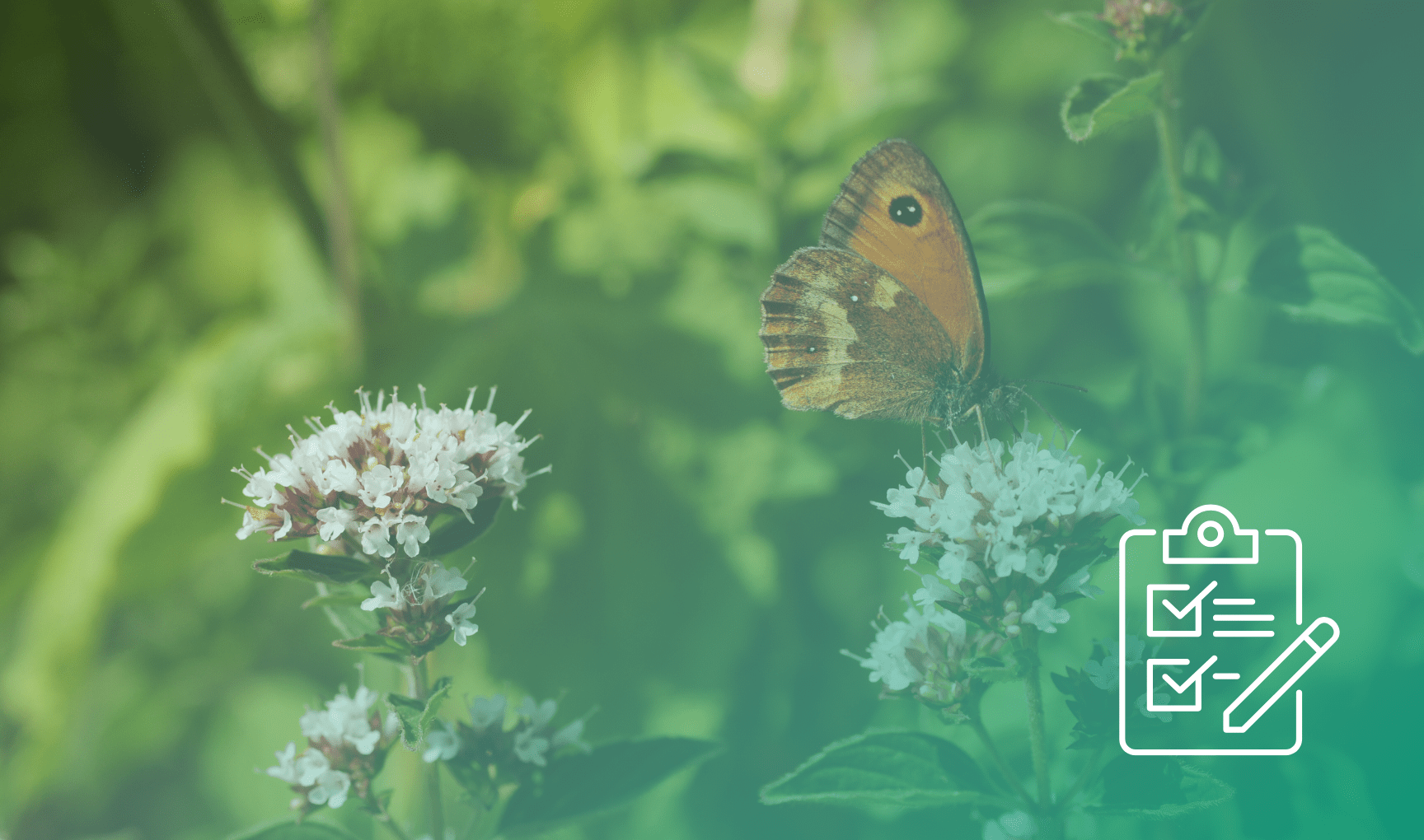 Biodiversity Net Gain Bng Tilhill Forestry