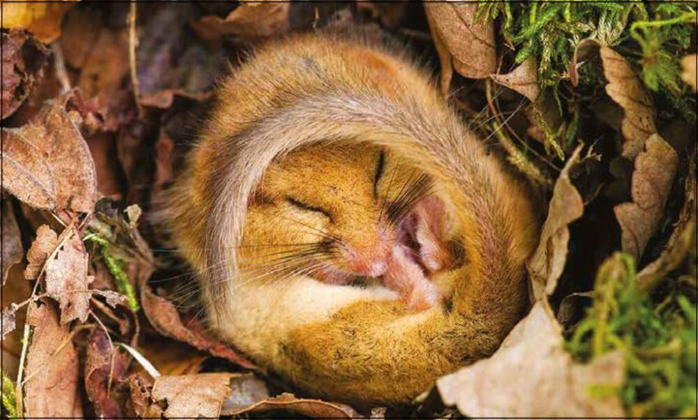 Dormouse