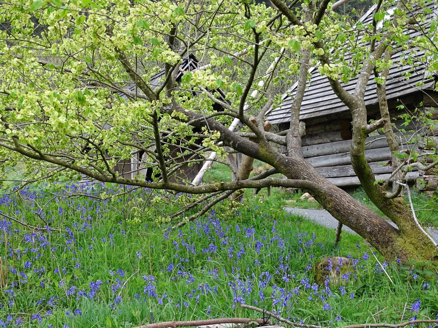 A Week In The Woods Awards Prestigious Scotland’s Finest Woods Awards ceremony moved to National